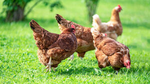 Free range chickens