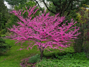 A redbud tree